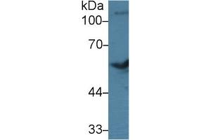 Western Blot; Sample: Bovine Cerebrum lysate; Primary Ab: 3µg/ml Rabbit Anti-Bovine BMP7 Antibody Second Ab: 0. (BMP7 Antikörper  (AA 123-393))