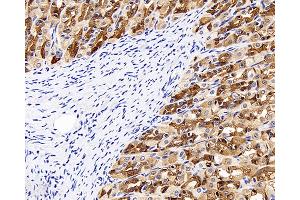 Immunohistochemistry analysis of paraffin-embedded rat stomach using CK-8 Polyclonal Antibody at dilution of 1:300. (KRT8 Antikörper)