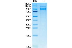 CLEC14A Protein (AA 22-386) (His tag)