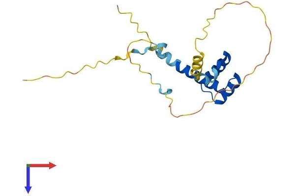 HESX Homeobox 1 Protein (HESX1) (AA 1-185) (His tag)