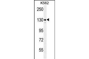 Western blot analysis in K562 cell line lysates (35ug/lane). (ITGA8 Antikörper  (C-Term))