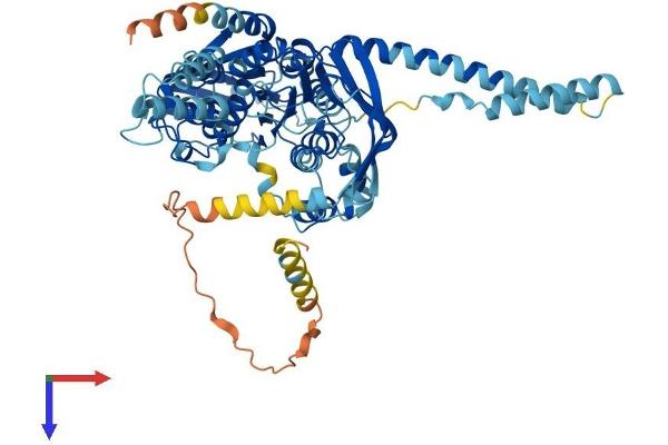 ABCF2 Protein (AA 1-628) (His tag)