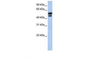 Image no. 1 for anti-Vimentin (VIM) (AA 110-159) antibody (ABIN6738431)