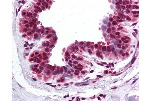 Anti-BRD2 antibody IHC of human breast. (BRD2 Antikörper  (AA 524-573))