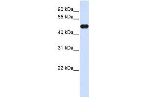 MNDA antibody used at 0. (MNDA Antikörper  (C-Term))