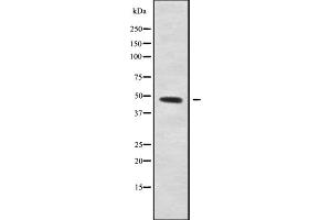 Western blot analysis STAP-2 using HT-29 whole cell lysates (STAP2 Antikörper  (C-Term))