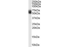 Image no. 1 for anti-F-Box and Leucine-Rich Repeat Protein 3 (FBXL3) (N-Term) antibody (ABIN374734) (FBXL3 Antikörper  (N-Term))