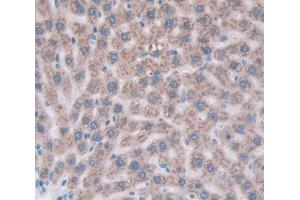 IHC-P analysis of Mouse Tissue, with DAB staining. (Cathepsin Z Antikörper  (AA 34-291))