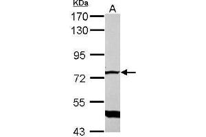 WB Image Sample (30 ug of whole cell lysate) A: NIH-3T3 7. (GLMN Antikörper)