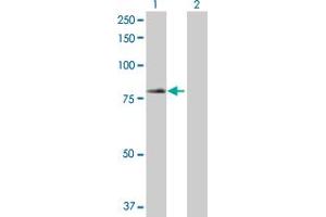 Western Blot analysis of TRIM23 expression in transfected 293T cell line by TRIM23 MaxPab polyclonal antibody. (TRIM23 Antikörper  (AA 1-574))