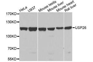 Western blot analysis of extracts of various cell lines, using USP26 antibody. (USP26 Antikörper  (AA 664-913))