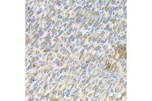 Immunohistochemistry of paraffin-embedded mouse stomach using MBL2 antibody. (MBL2 Antikörper)