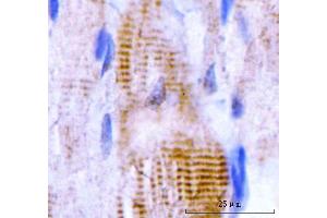 IHC analysis of M Cadherin/CDH15 using anti-M Cadherin/CDH15 antibody (ABIN7602173). (CDH15 Antikörper  (AA 61-742))