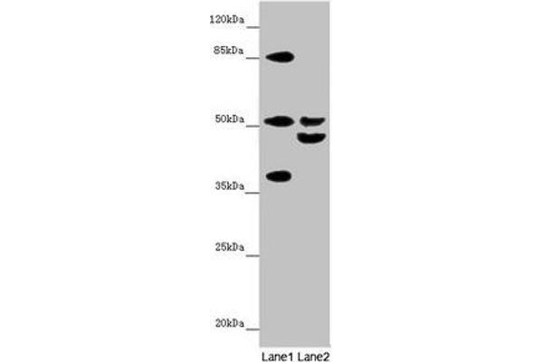 Nyctalopin antibody  (AA 282-481)