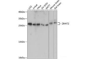 Western blot analysis of extracts of various cell lines using ZMAT2 Polyclonal Antibody at dilution of 1:1000.