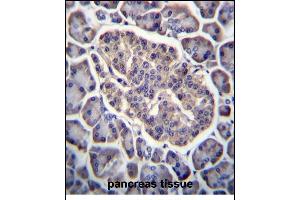 GPD2 Antibody (C-term) (ABIN656433 and ABIN2845723) immunohistochemistry analysis in formalin fixed and paraffin embedded human pancreas tissue followed by peroxidase conjugation of the secondary antibody and DAB staining. (GPD2 Antikörper  (C-Term))