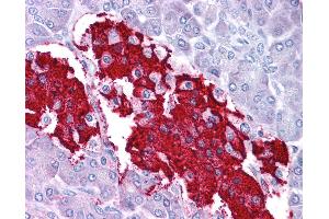 Anti-LEP / Leptin antibody IHC of human pancreas. (Leptin Antikörper  (C-Term))