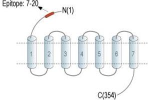 Representative domain view of the target of ABIN7235074. (Chemokine (C-X3-C Motif) Receptor 1 (CX3CR1) Peptid)
