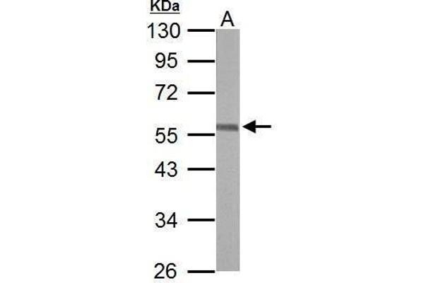 ERG Antikörper  (C-Term)