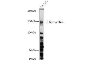Western blot analysis of extracts of SH-SY5Y cells, using P Glycoprotein antibody (ABIN6134229, ABIN6136340, ABIN6136343 and ABIN6215453) at 1:1000 dilution. (ABCB1 Antikörper  (AA 600-700))
