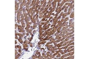 Immunohistochemical staining of human liver with KNCN polyclonal antibody  shows strong cytoplasmic positivity in hepatocytes at 1:50-1:200 dilution.