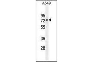Western blot analysis of FBXO24 Antibody  in A549 cell line lysates (35ug/lane).