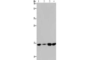 Gel: 10 % SDS-PAGE, Lysate: 40 μg, Lane 1-4: Hela cells, 231 cells, K562 cells, human fetal brain tissue, Primary antibody: ABIN7190953(HIST1H2AB Antibody) at dilution 1/200, Secondary antibody: Goat anti rabbit IgG at 1/8000 dilution, Exposure time: 5 minutes (HIST1H2AB Antikörper)