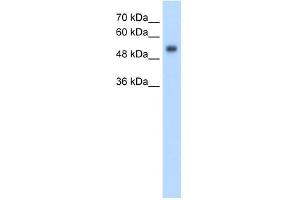 GPR161 antibody used at 2. (GPR161 Antikörper  (N-Term))