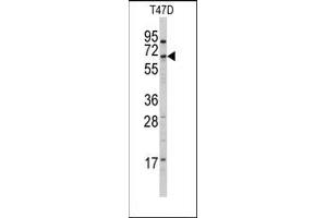 Image no. 1 for anti-Cytochrome P450, Family 4, Subfamily X, Polypeptide 1 (CYP4X1) (N-Term) antibody (ABIN360252) (CYP4X1 Antikörper  (N-Term))