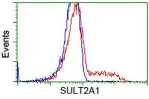 HEK293T cells transfected with either RC204737 overexpress plasmid (Red) or empty vector control plasmid (Blue) were immunostained by anti-SULT2A1 antibody (ABIN2453699), and then analyzed by flow cytometry. (SULT2A1 Antikörper)