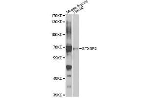 Western blot analysis of extracts of various cell lines, using STXBP2 antibody (ABIN2737618) at 1:1000 dilution. (STXBP2 Antikörper)