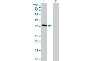 Western Blot analysis of HMBS expression in transfected 293T cell line by HMBS MaxPab polyclonal antibody.