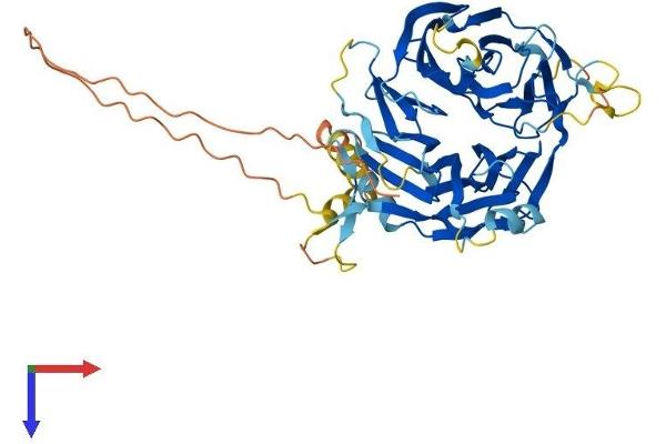 DCAF12L2 Protein (AA 1-469) (His tag)
