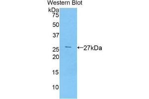 Western Blotting (WB) image for anti-Runt-Related Transcription Factor 2 (RUNX2) (AA 299-521) antibody (ABIN1860476)