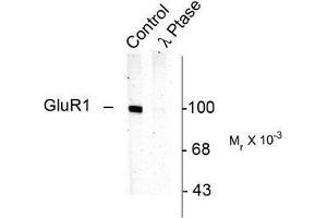 Image no. 1 for anti-Glutamate Receptor 1 (GLUR1) (pSer831) antibody (ABIN372652) (Glutamate Receptor 1 Antikörper  (pSer831))