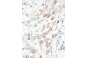 Immunohistochemistry (IHC) image for anti-ROC1 (AA 1-50) antibody (ABIN7454558) (ROC1 Antikörper  (AA 1-50))