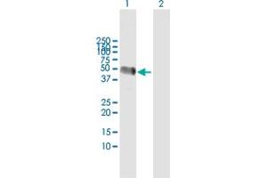 Western Blot analysis of AHSG expression in transfected 293T cell line by AHSG MaxPab polyclonal antibody. (Fetuin A Antikörper  (AA 1-367))