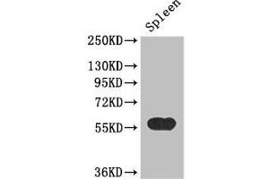 Western Blot Positive WB detected in: Mouse spleen tissue All lanes: KYNU antibody at 3. (KYNU Antikörper  (AA 99-214))