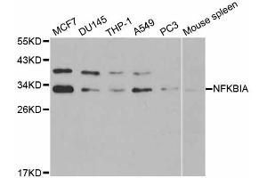 Western blot analysis of extracts of various cell lines, using NFKBIA antibody.