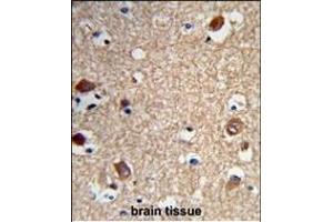 Formalin-fixed and paraffin-embedded human brain tissue reacted with ACTR5 Antibody (C-term), which was peroxidase-conjugated to the secondary antibody, followed by DAB staining.