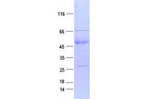 Validation with Western Blot (LTK Protein (DYKDDDDK Tag))