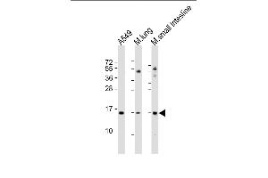 All lanes : Anti-PLA2G2A Antibody (N-Term) at 1:2000 dilution Lane 1: A549 whole cell lysate Lane 2: mouse lung lysate Lane 3: mouse small intestine lysate Lysates/proteins at 20 μg per lane. (PLA2G2A Antikörper  (AA 32-62))