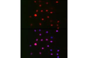 Immunofluorescence (IF) image for anti-G Protein Pathway Suppressor 1 (GPS1) (AA 258-527) antibody (ABIN6141361)