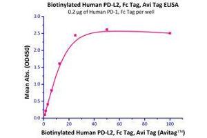 Immobilized Human PD-1, Fc Tag (HPLC-verified) (Cat# PD1-H5257) at 2μg/mL (100 µl/well),can bind Biotinylated Human PD-L2, Fc Tag (Cat# PD2-H82F6) with a linear of 0.