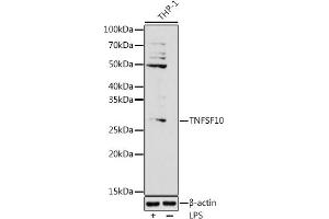 Western blot analysis of extracts of THP-1 cells, using (ABIN3023014, ABIN3023015, ABIN3023016 and ABIN6219347) at 1:1000 dilution. (TRAIL Antikörper  (AA 39-250))
