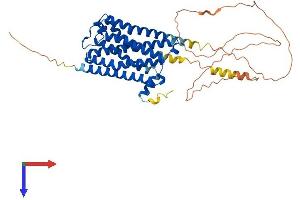 Muscarinic Acetylcholine Receptor M2 Protein (AA 1-466) (His tag)