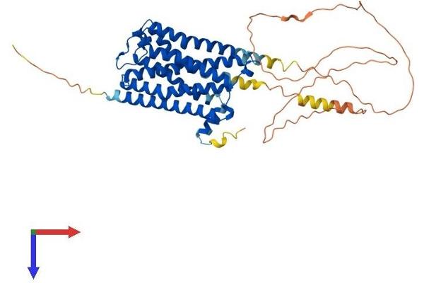 Muscarinic Acetylcholine Receptor M2 Protein (AA 1-466) (His tag)