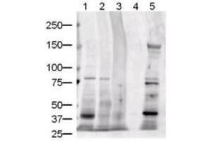 Image no. 3 for anti-Jagged 1 (JAG1) (AA 110-125) antibody (ABIN401024) (JAG1 Antikörper  (AA 110-125))