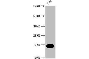Western Blot Positive WB detected in: Zebrafish eye tissue All lanes: mturn at 1:2000 Secondary Goat polyclonal to rabbit IgG at 1/50000 dilution Predicted band size: 16 kDa Observed band size: 16 kDa (C7ORF41 Antikörper  (AA 1-133))