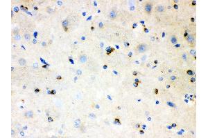 Immunohistochemistry (IHC) image for anti-Amyloid beta (A4) Precursor-Like Protein 1 (APLP1) (AA 82-112), (N-Term) antibody (ABIN3043786)